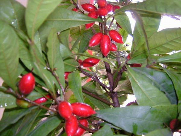 معرفی و راهنمای پرورش درختان میوه - میراکِل (میوه جادویی)